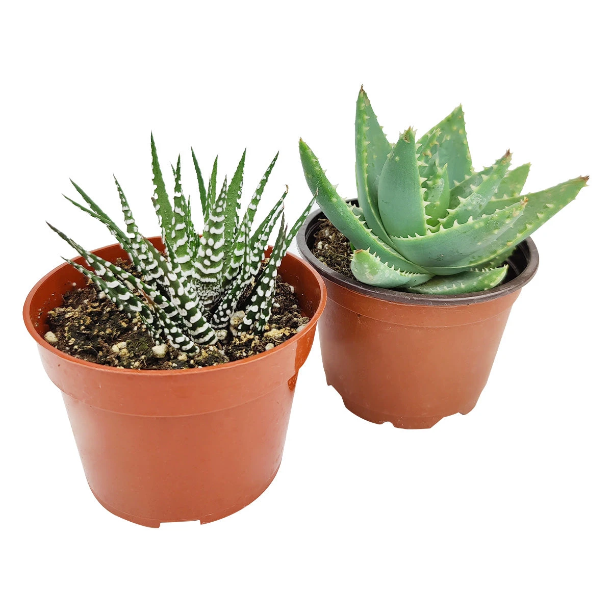 Haworthia/ Aloe/ Agave/ Gasteria Succulent 4" Pack - Image 4