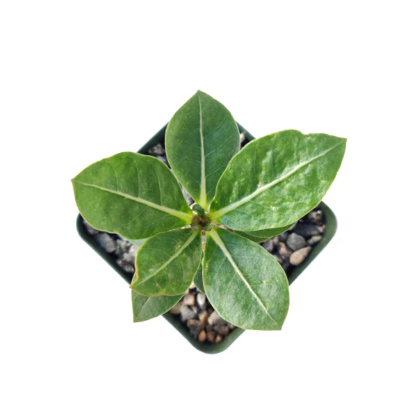 Adenium Obesum 'Shada' - Image 6