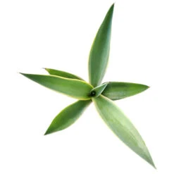 Angustifolia Marginata Agave