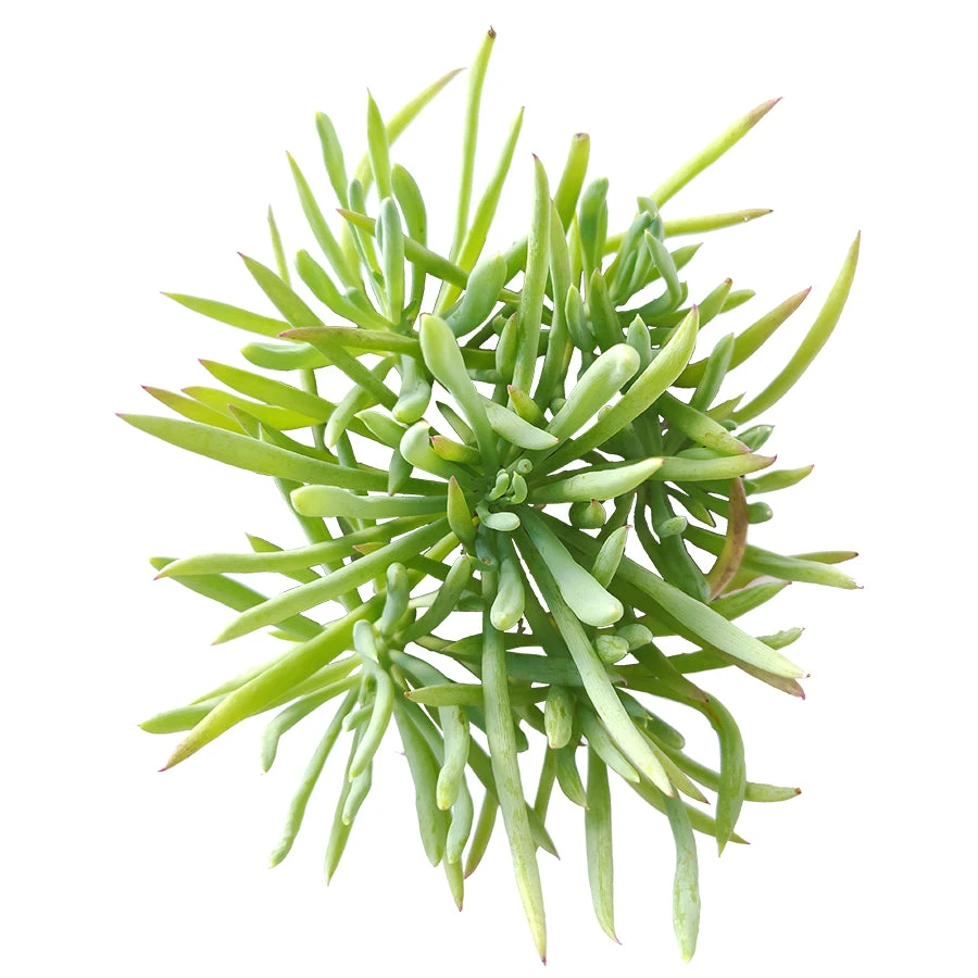 Senecio Cylindricus - Image 6