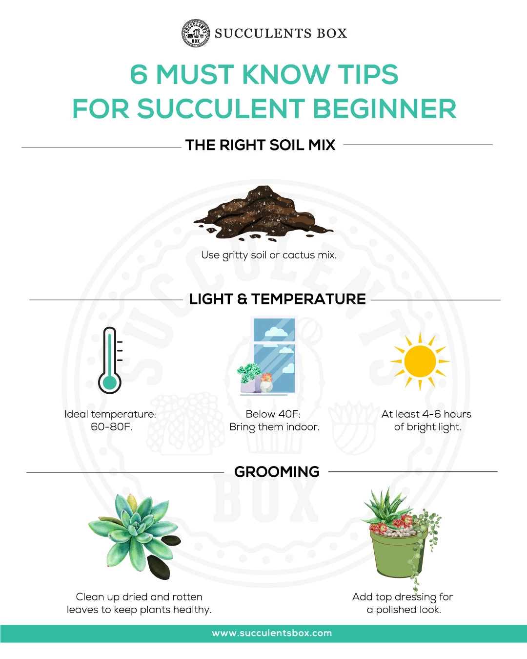 Beginner Kit (tools + 4" Plant) - Image 6