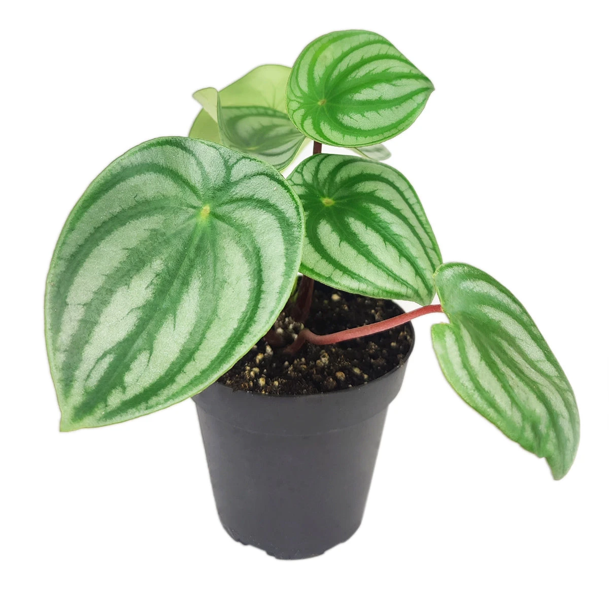 Peperomia Watermelon - Image 6