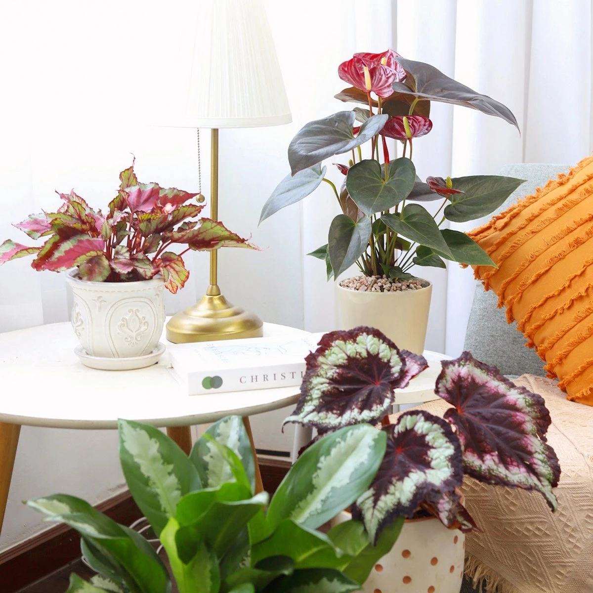 Anthurium Red - Image 11