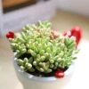 Crassula Nudicaulis Var. Herrei