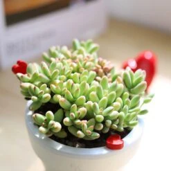 Crassula Nudicaulis Var. Herrei