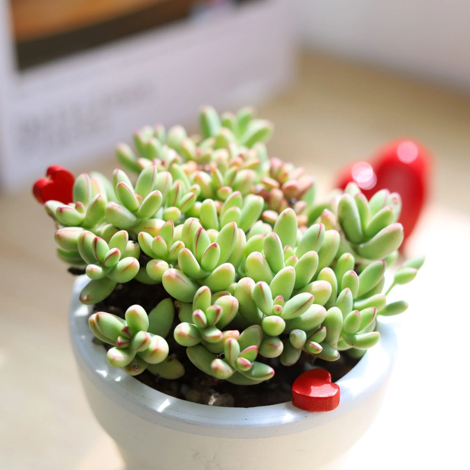 Crassula Nudicaulis Var. Herrei