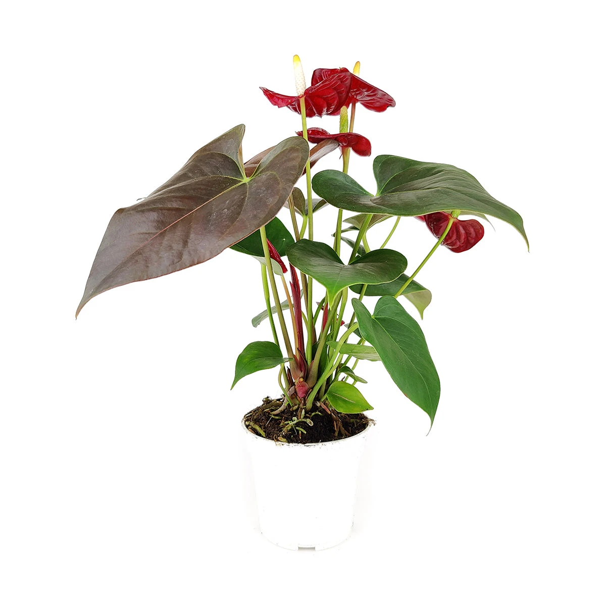 Anthurium Red - Image 4