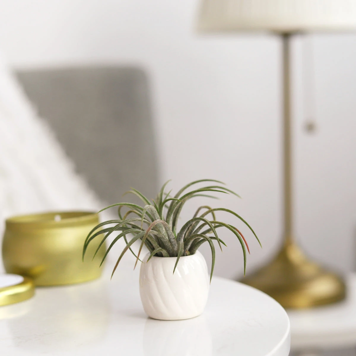 Decorative White Glazed Glossy Ceramic Mini Air Plant Holder - Image 6
