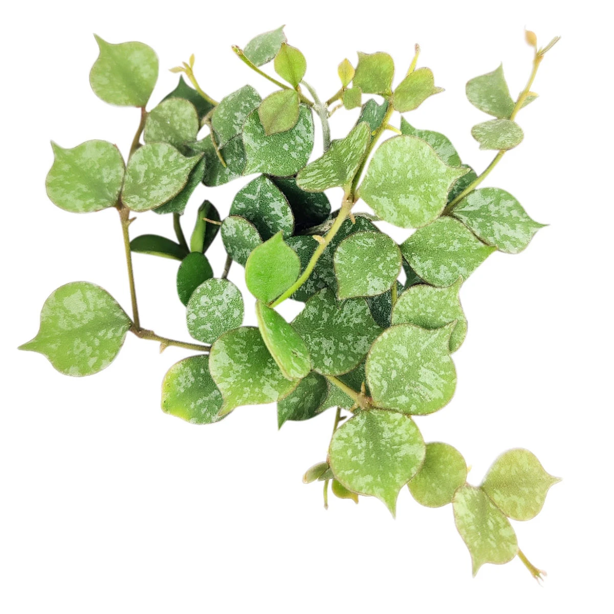 Hoya Curtisii - Image 2