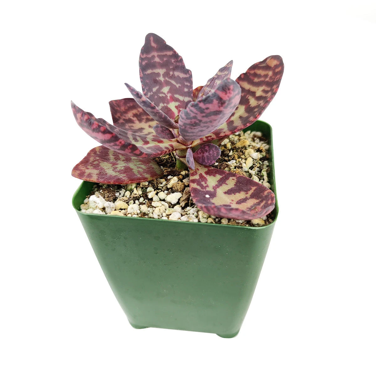 Kalanchoe Humilis "Desert Surprise" - Image 4