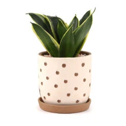 Clay White Polka Dot Pattern Pot