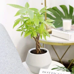Braided Pachira Stump Money Tree