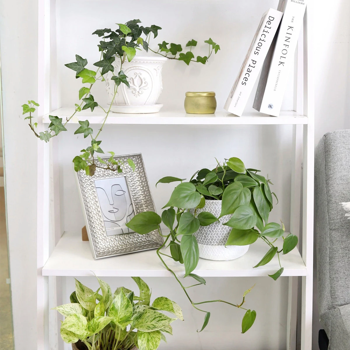 Philodendron Cordatum - Image 7