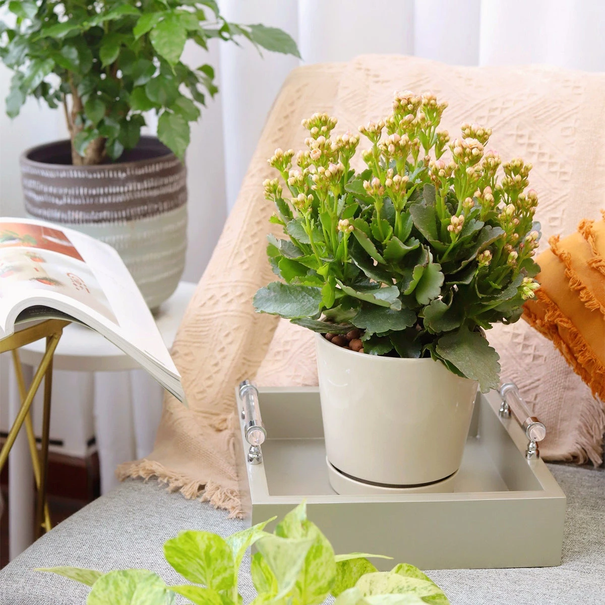 6 Inch Oatmeal Minimalist Pot With Saucer - Image 4