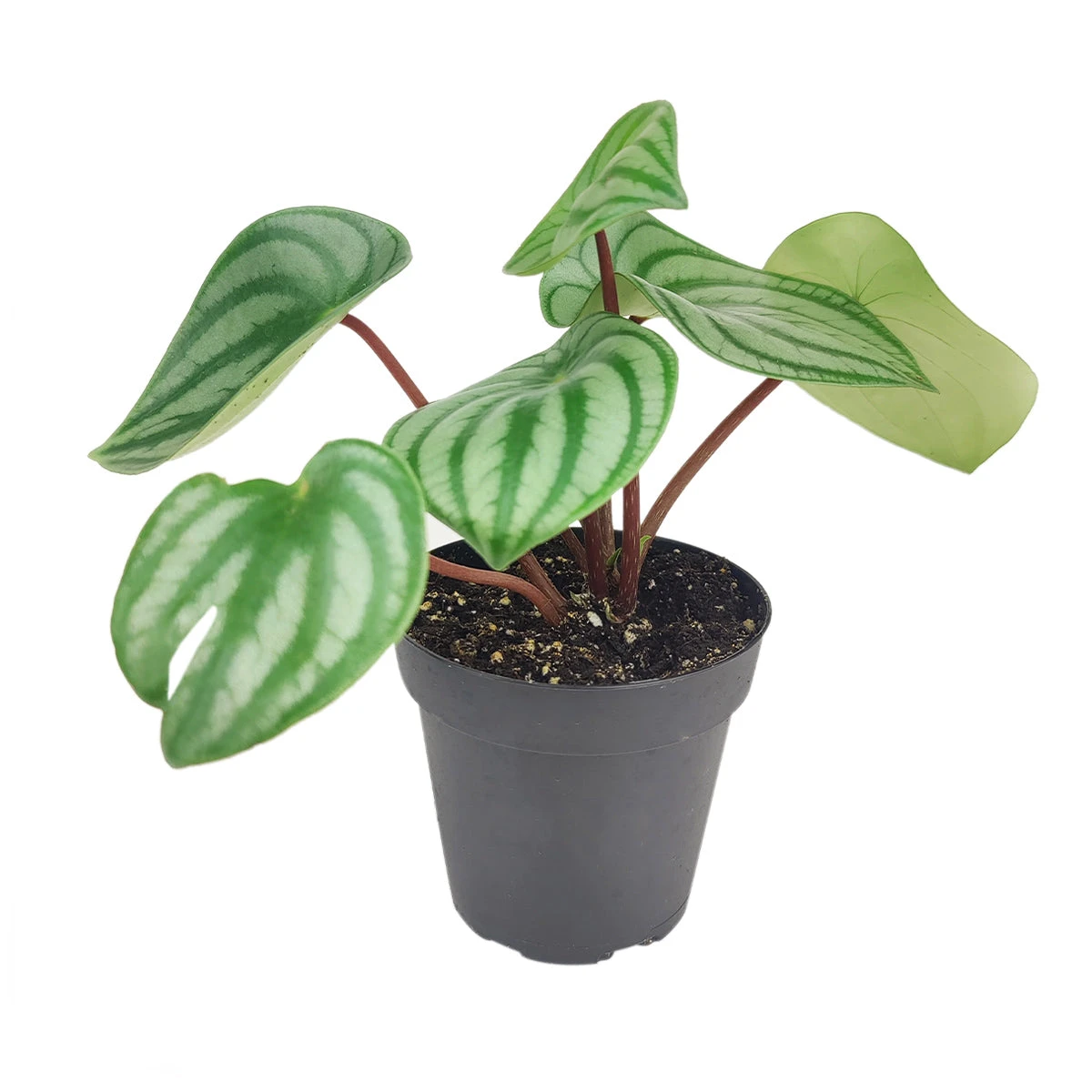 Peperomia Watermelon - Image 7