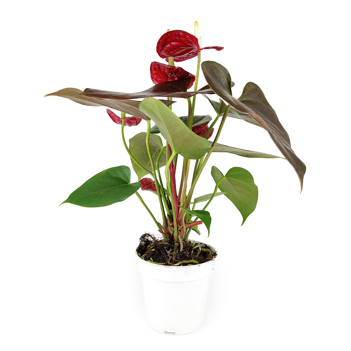 Anthurium Red - Image 5