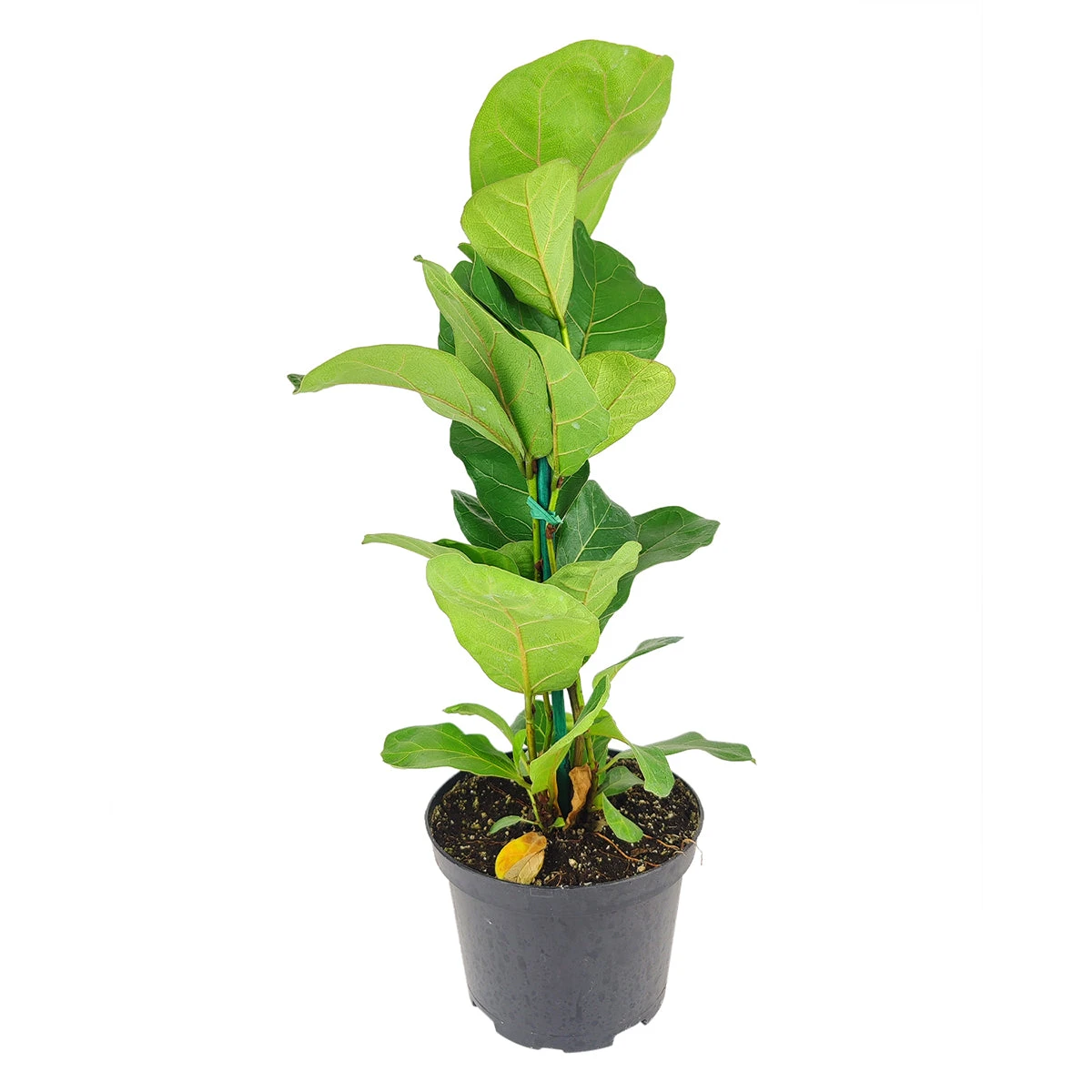 Ficus Lyrata - Image 6