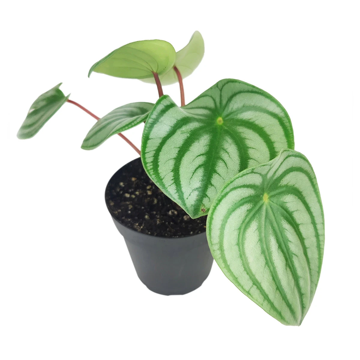 Peperomia Watermelon - Image 8