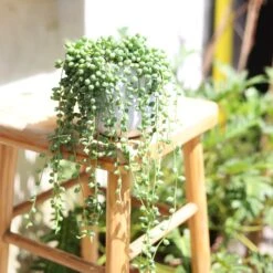 String Of Tears Senecio Herreianus