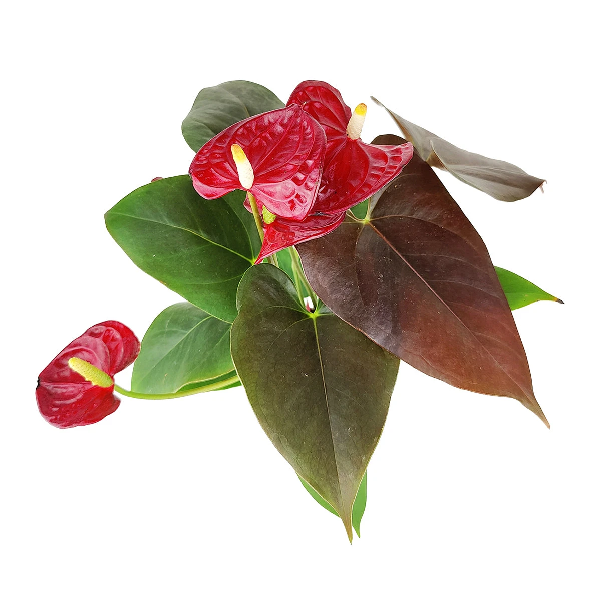 Anthurium Red - Image 6