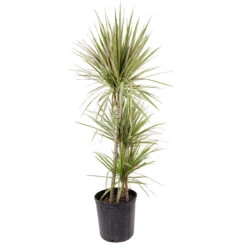 Medium Size Dracaena Marginata