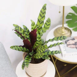 Calathea Lancifolia Rattlesnake Plant