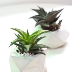 Haworthia Limifolia Twister