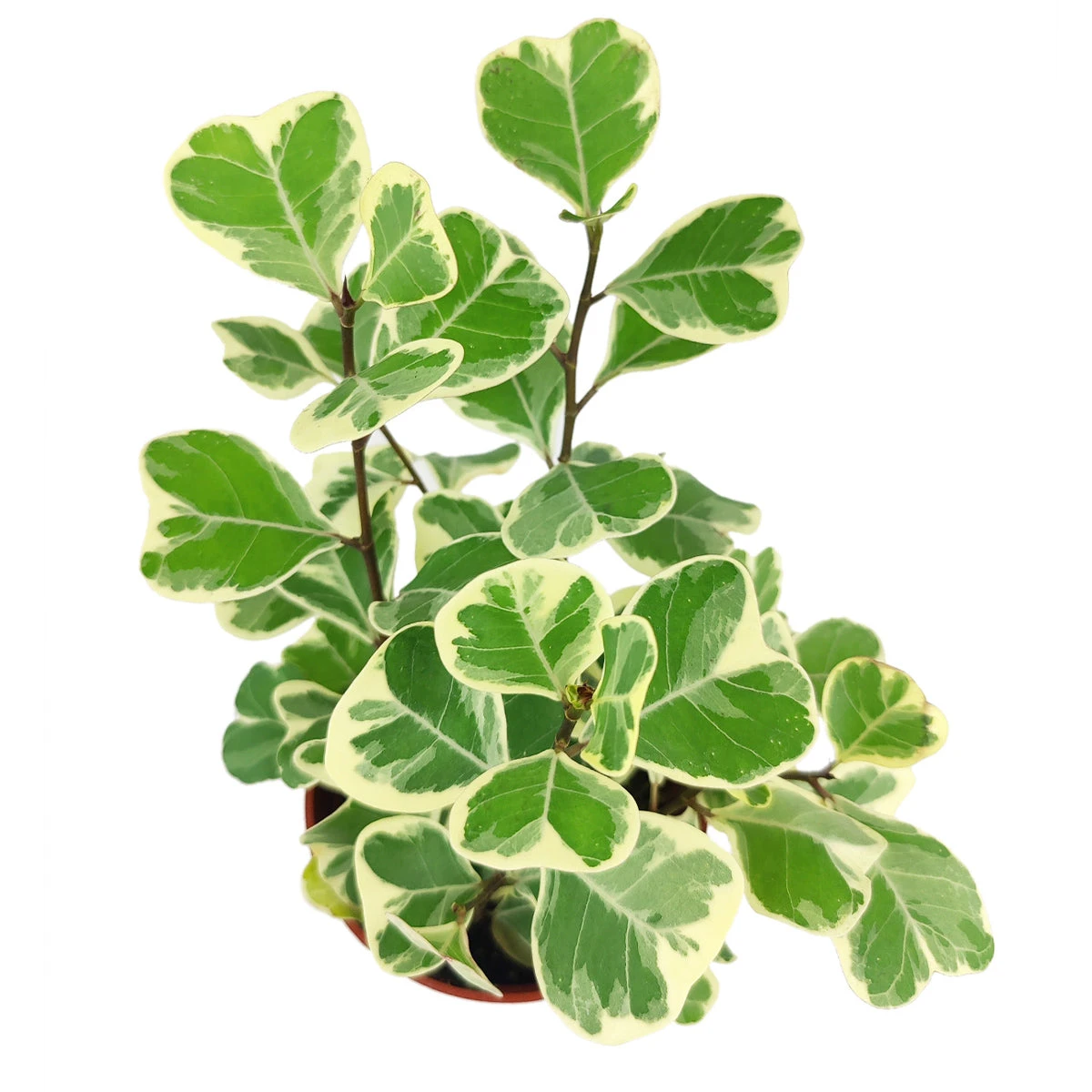 Variegated Ficus Triangularis - Image 4