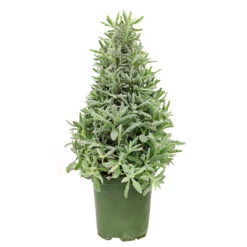 Lavender Holiday Tree