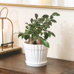 Ficus Ginseng
