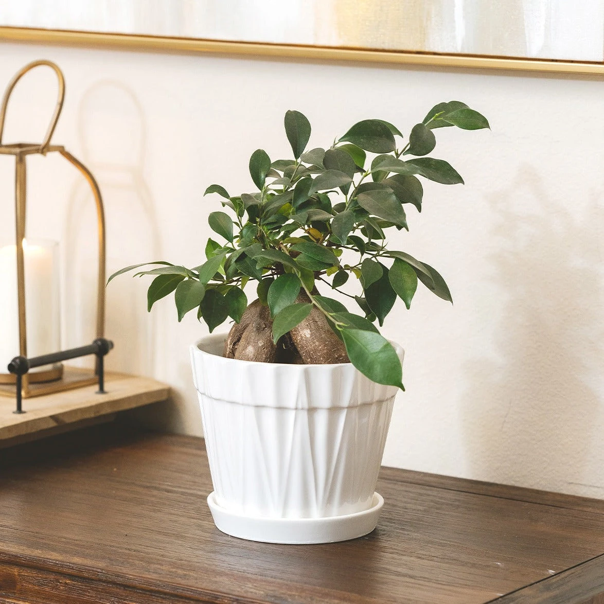 Ficus Ginseng