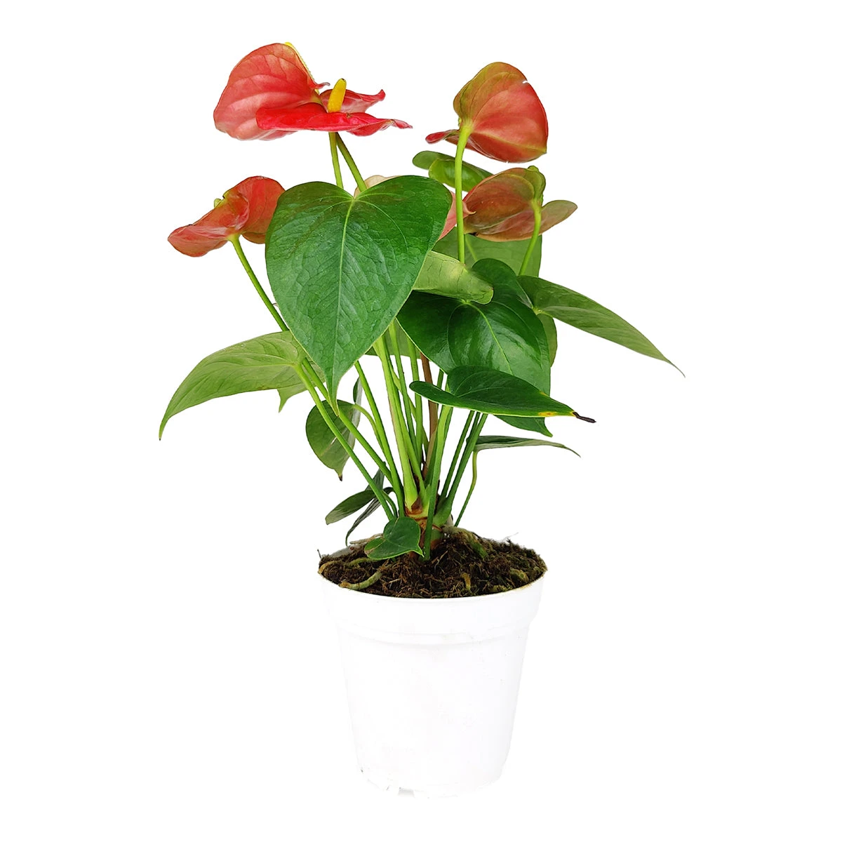 Anthurium Red - Image 7