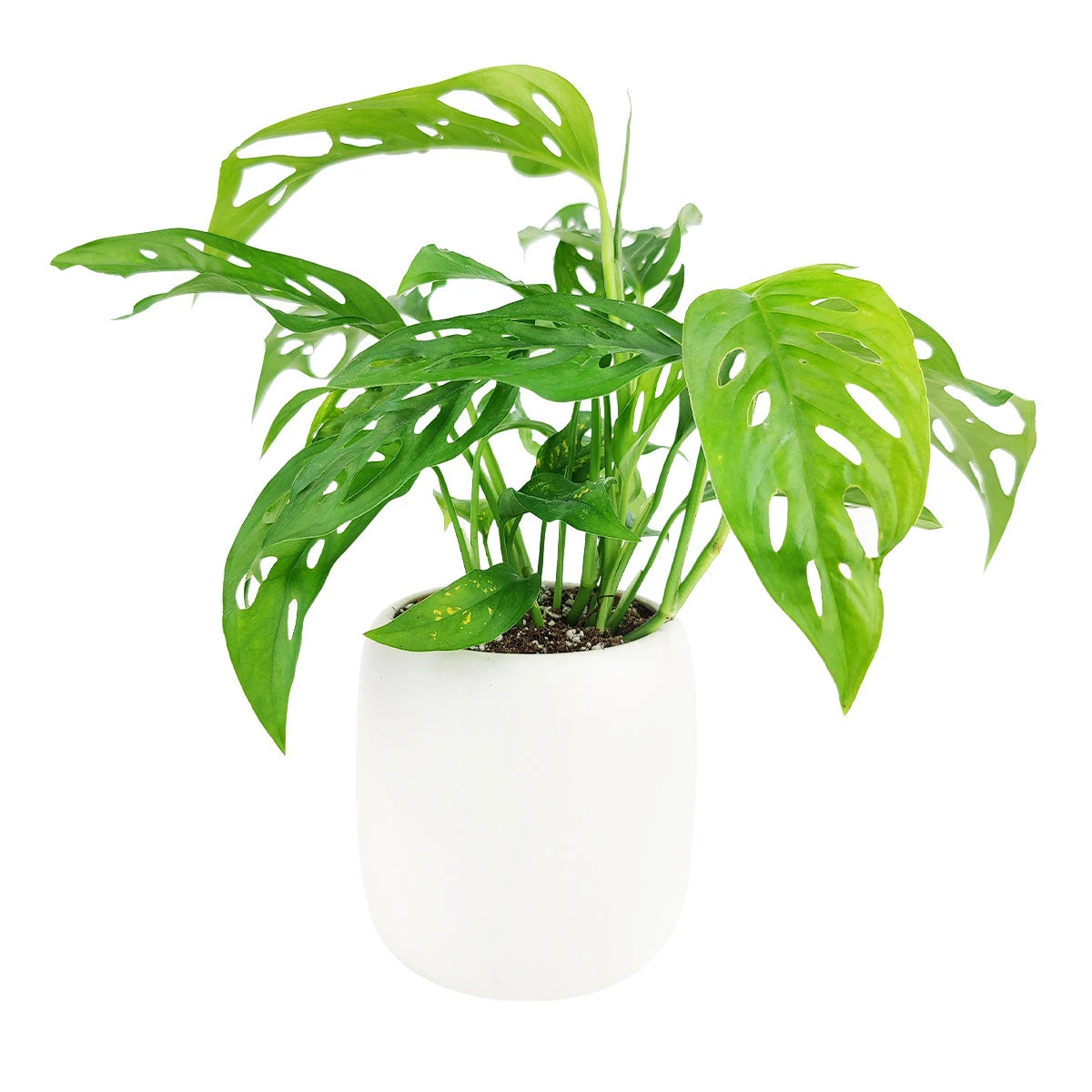 Monstera Adansonii 'Swiss Cheese' - Image 19