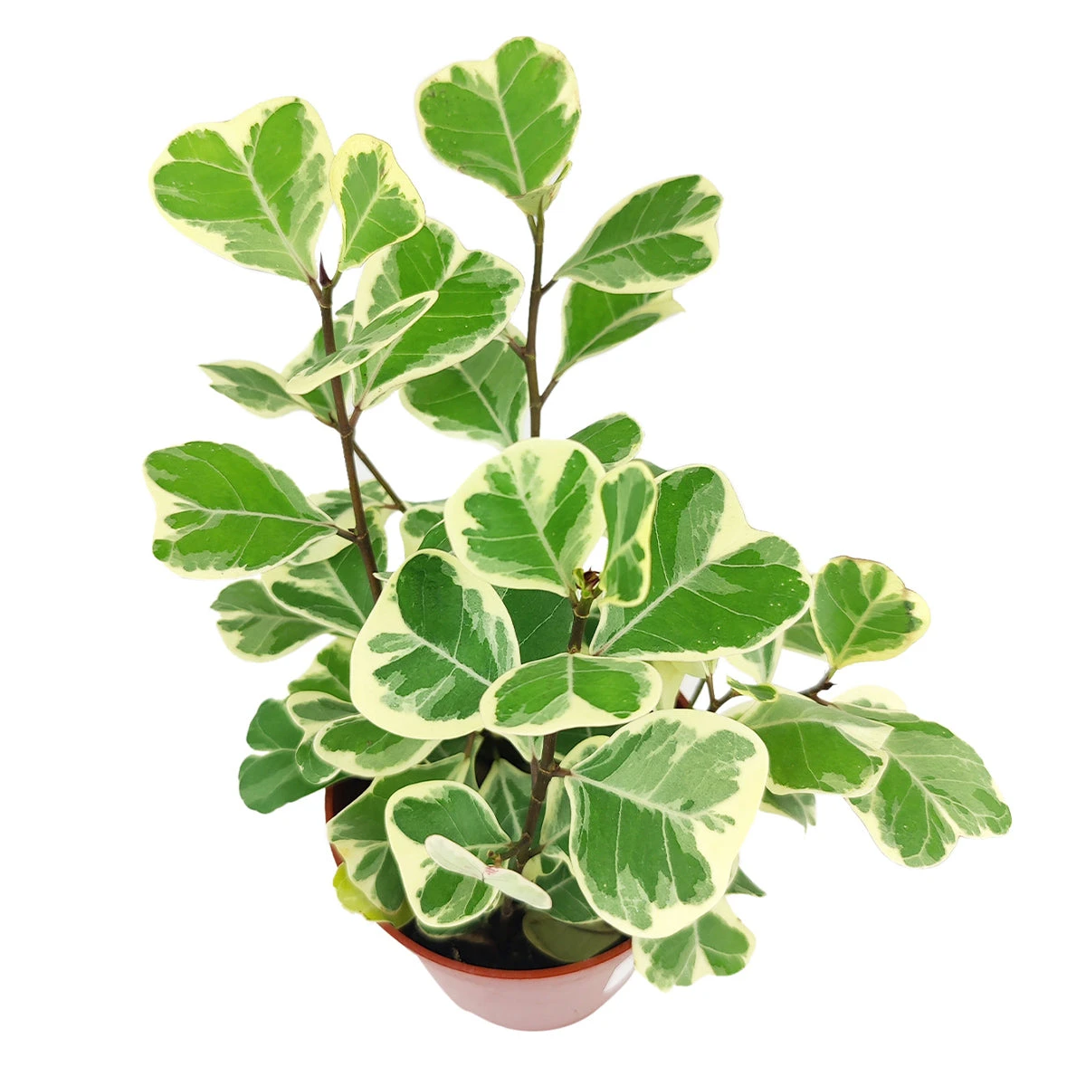 Variegated Ficus Triangularis - Image 3