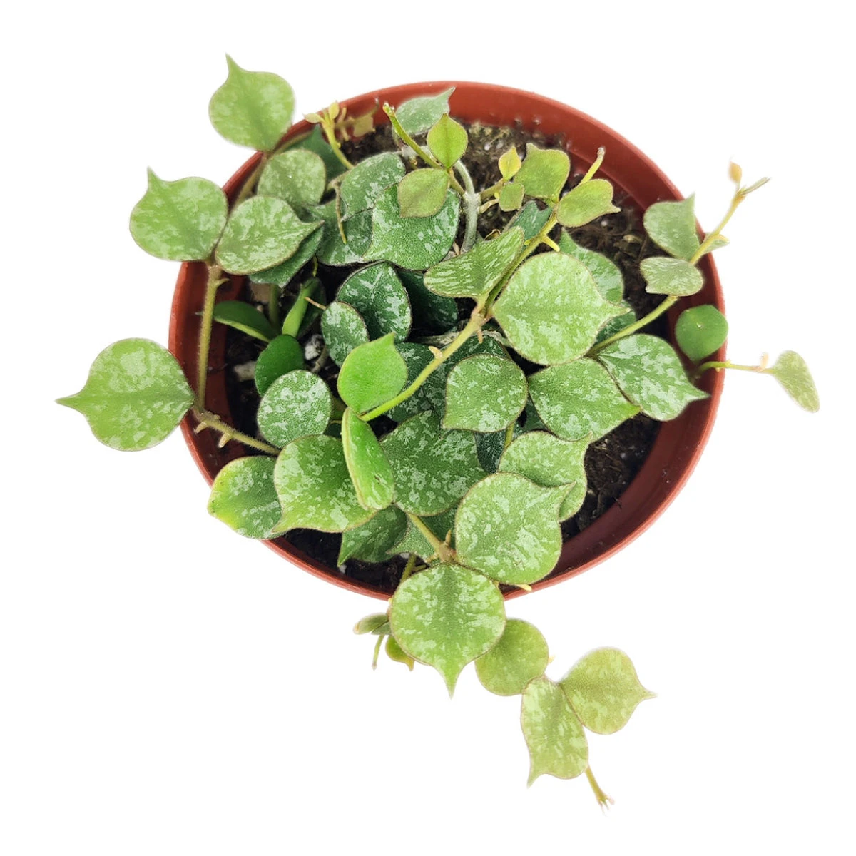 Hoya Curtisii - Image 3