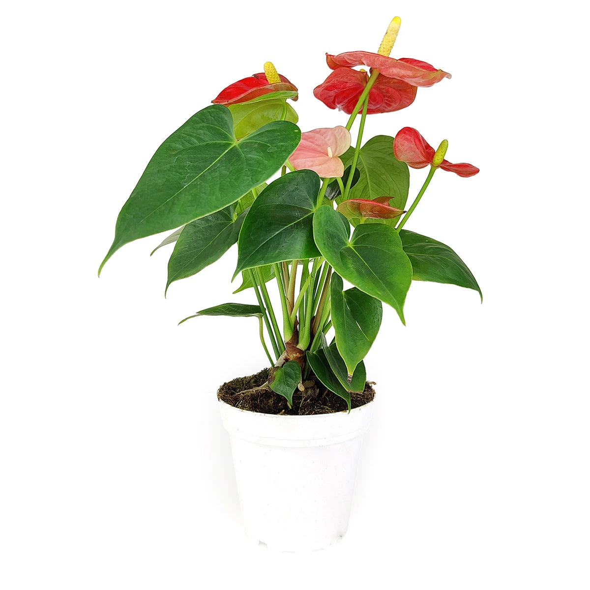 Anthurium Red - Image 8