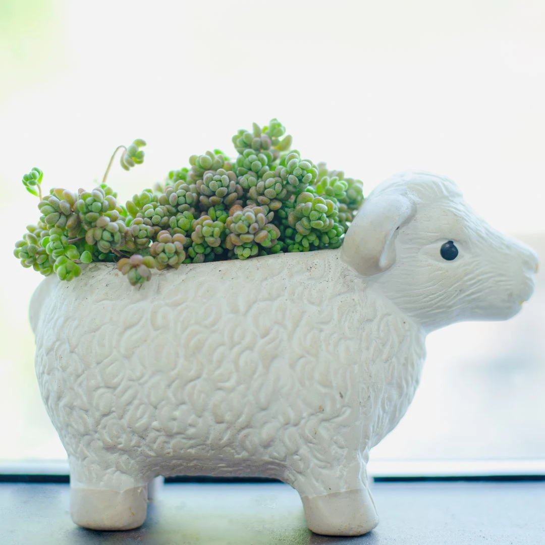 Sedum Minor Succulent - Image 2