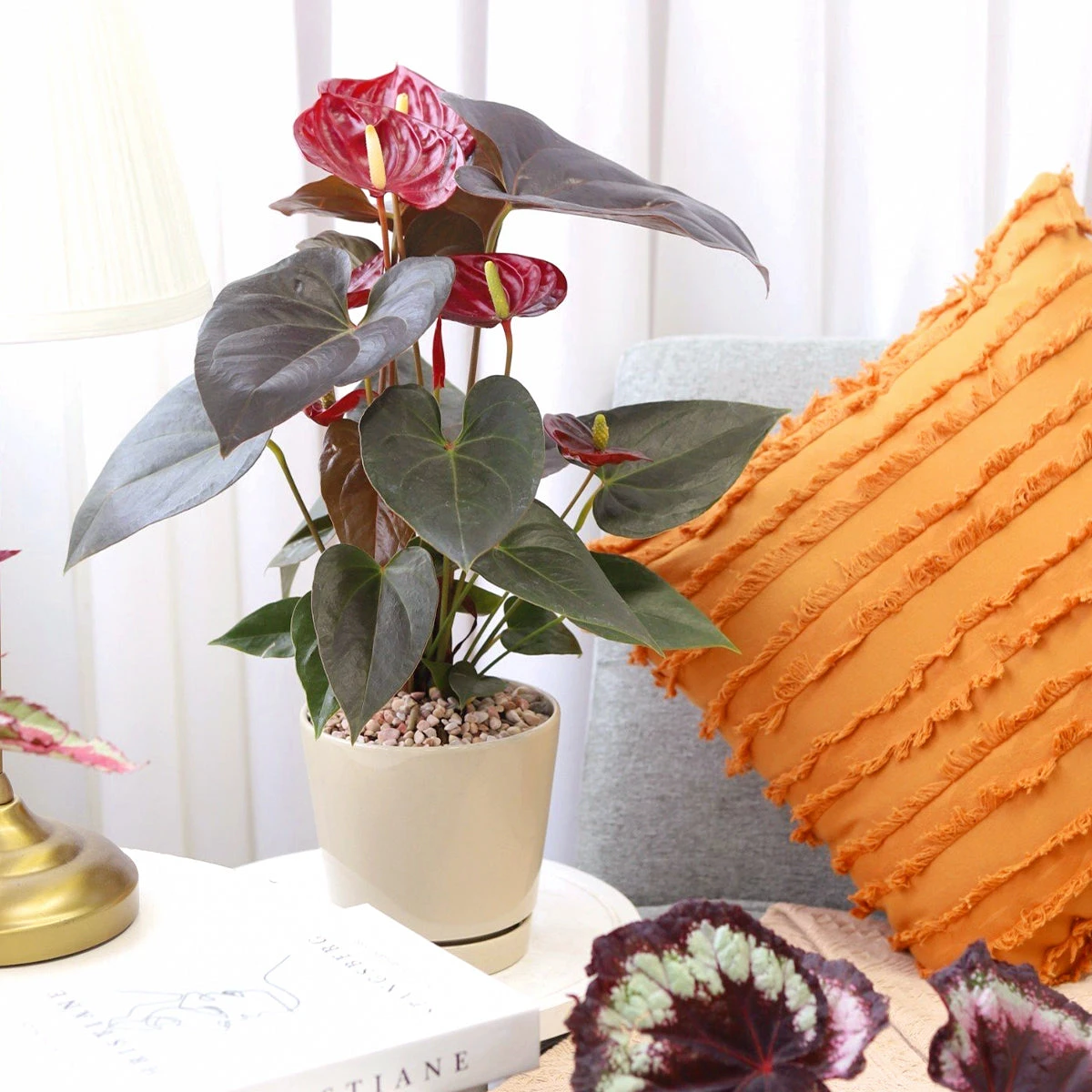 Anthurium Red - Image 12