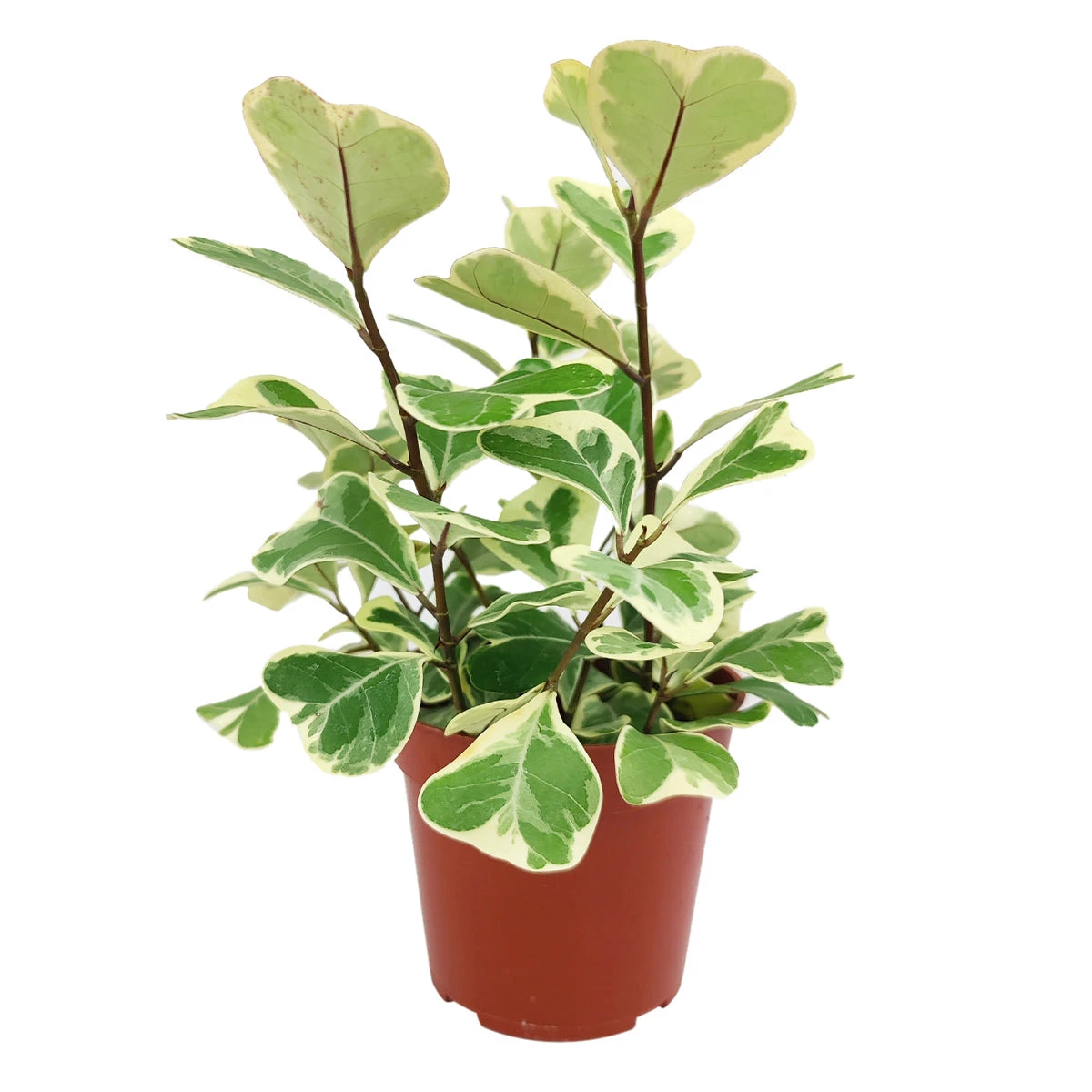 Variegated Ficus Triangularis - Image 2