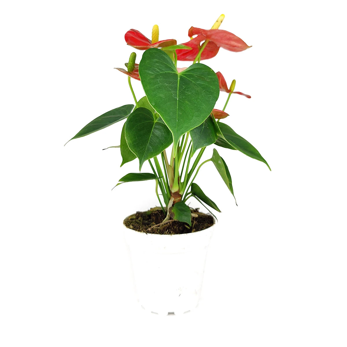 Anthurium Red - Image 9