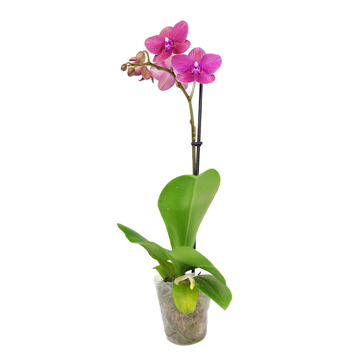 Pink Phalaenopsis Orchid - Image 4