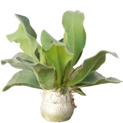 Elephant's Trunk Pachypodium Namaquanum