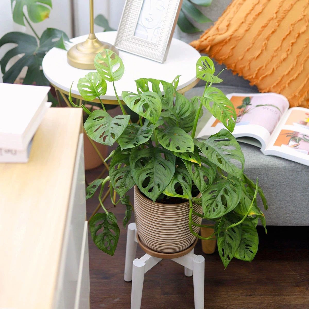 Monstera Adansonii 'Swiss Cheese' - Image 7