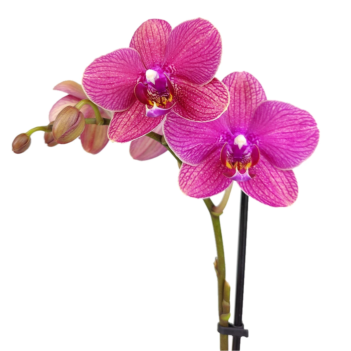 Pink Phalaenopsis Orchid - Image 3