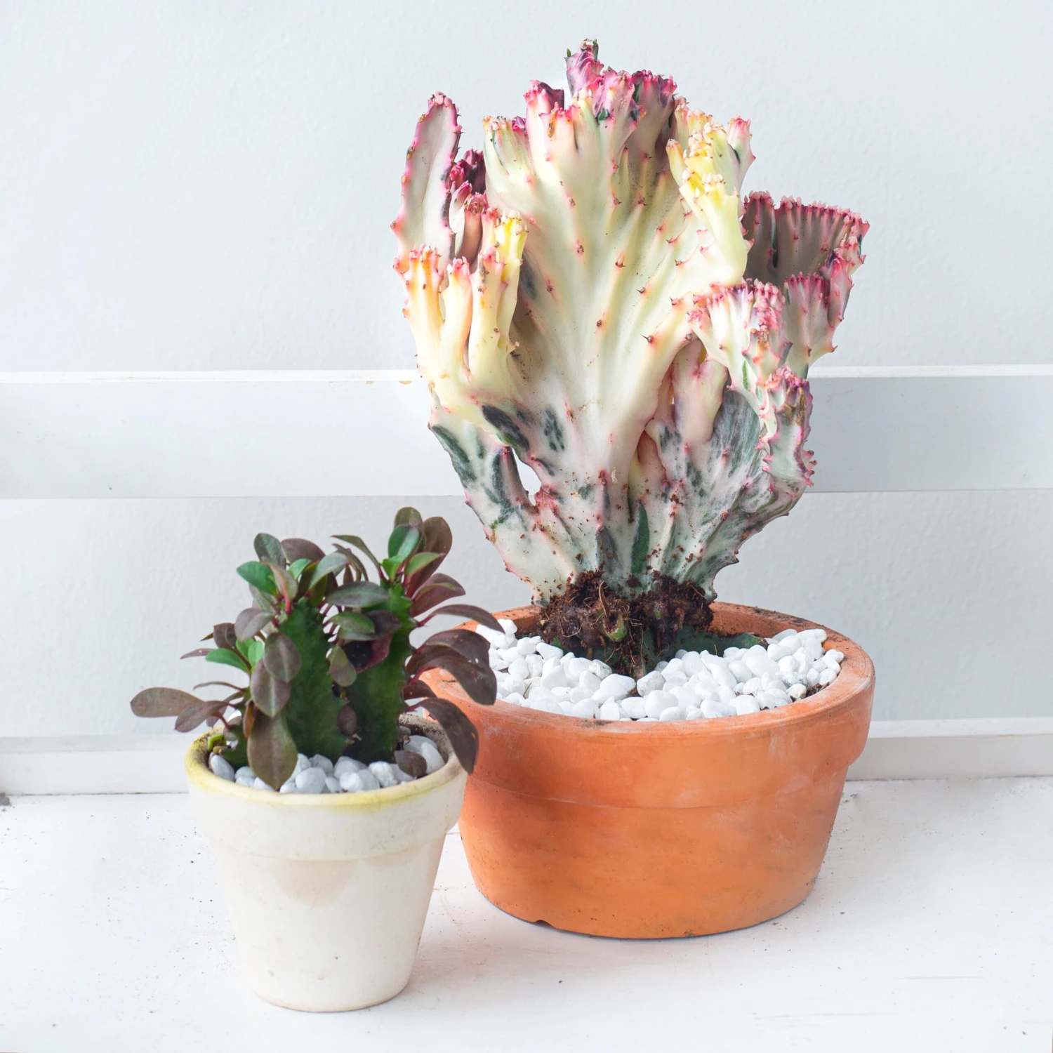 Coral Cactus - Image 2