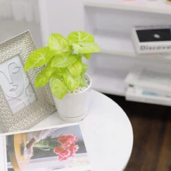 Syngonium Gold Allusion