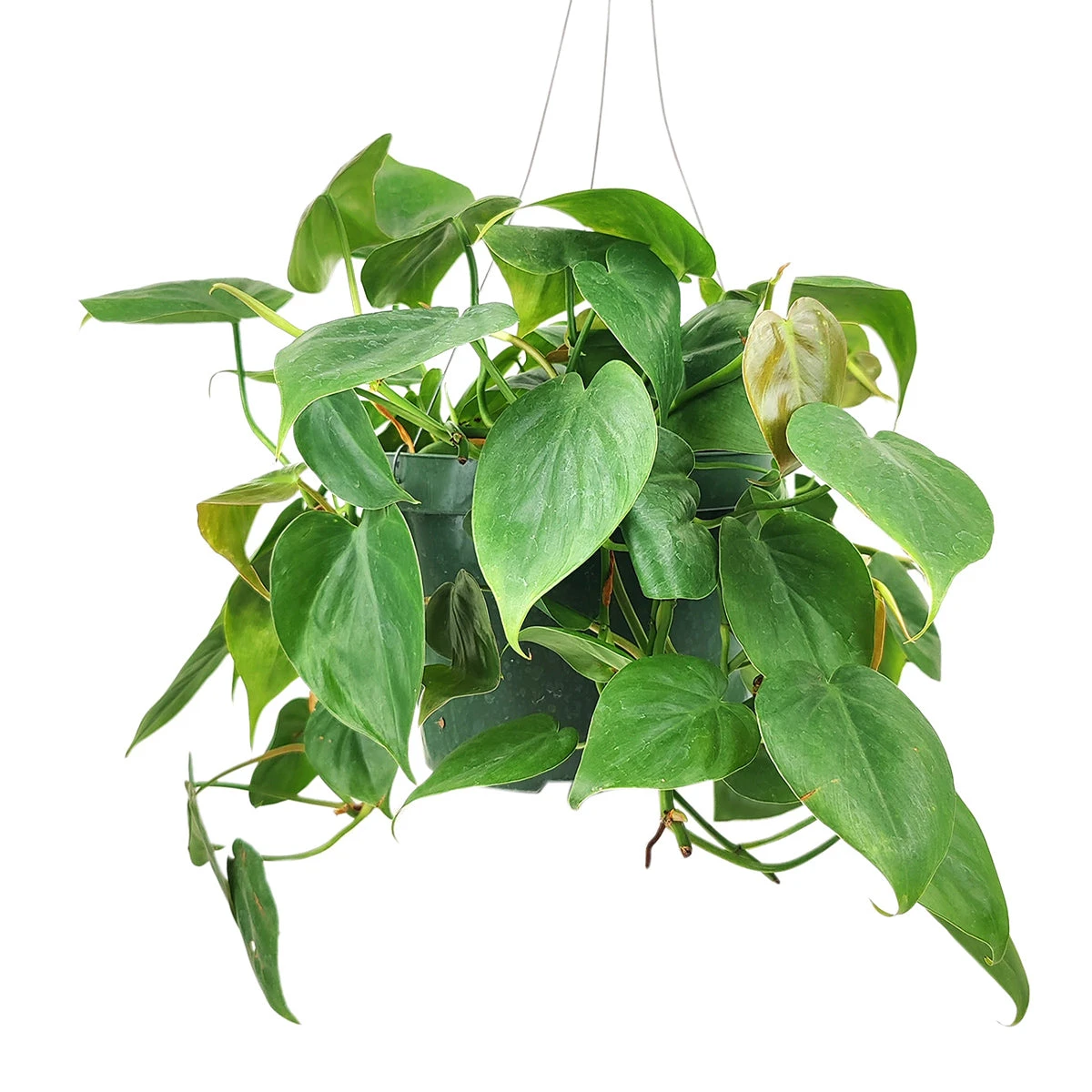 Philodendron Cordatum - Image 2