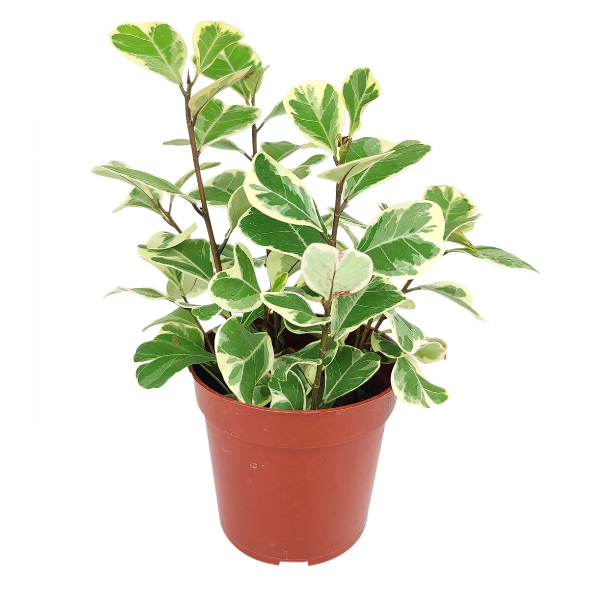 Variegated Ficus Triangularis - Image 5