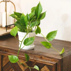 Golden Pothos