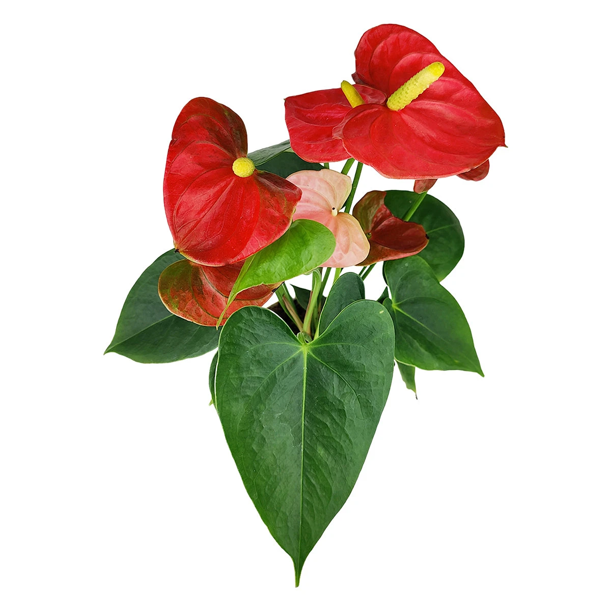 Anthurium Red - Image 10